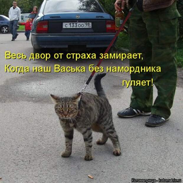 Она приходит... котЭматрикс!