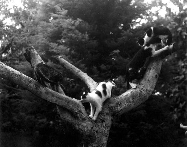 Кошки на дереве. Финка Вихия, Сан-Франциско де Паула, Куба.