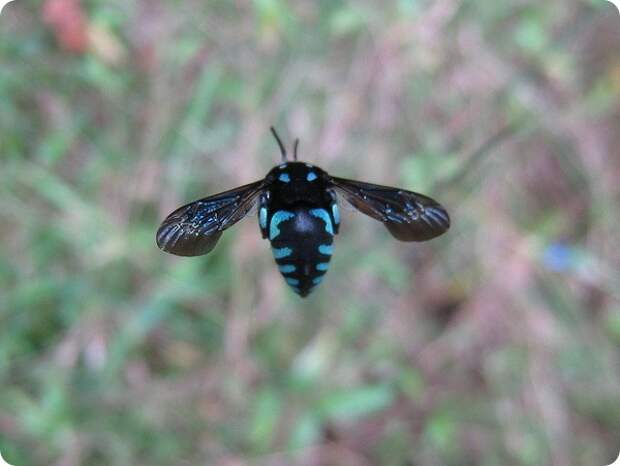 Неоновая пчела-кукушка (лат. Thyreus nitidulus)