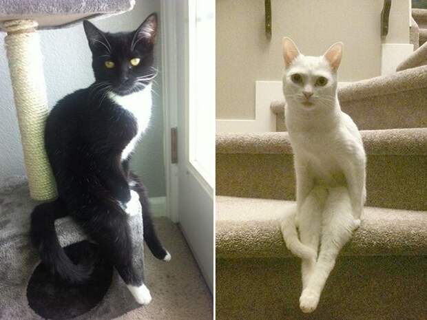 Смешные кошки, которые разучились сидеть по-кошачьи-17 фото-