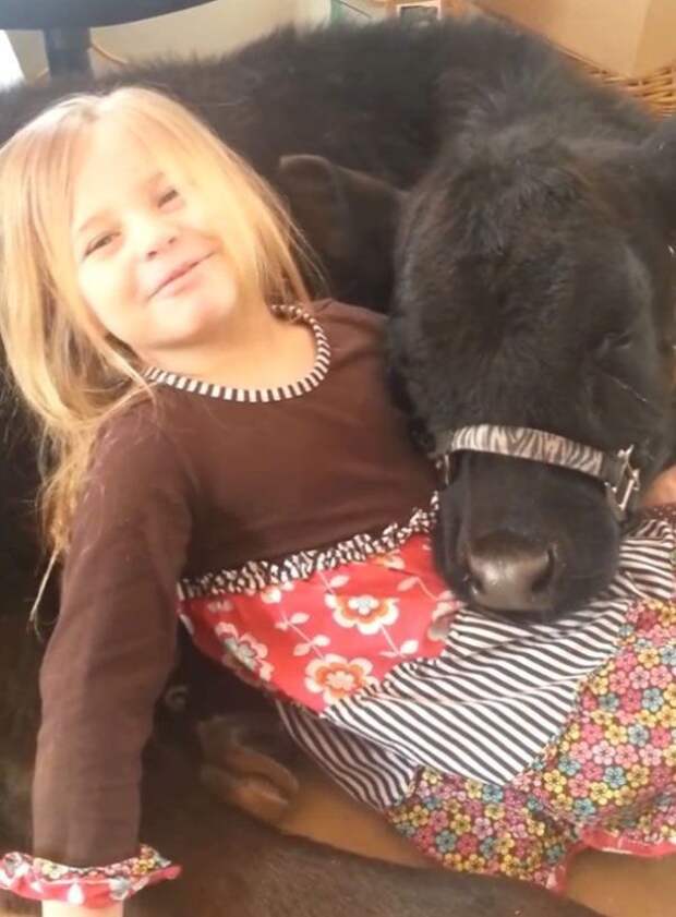 девочка привела домой теленка, теленок в доме