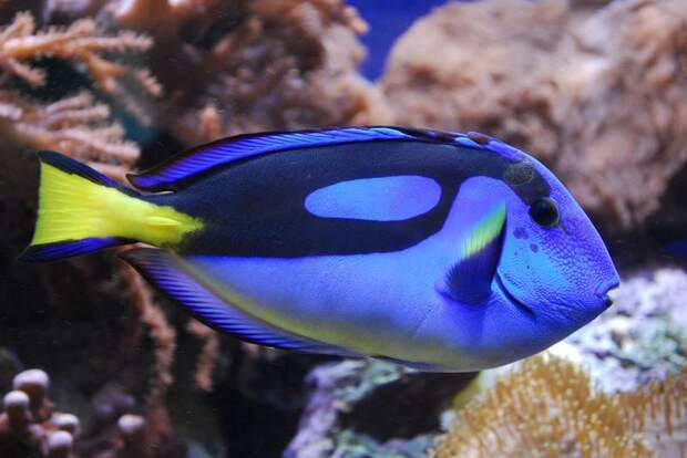 15 самых красочных морских существ