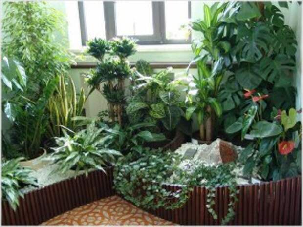 разновидности комнатных растений