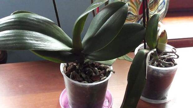 Тургор у орхидей может снижаться из-за заболеваний
