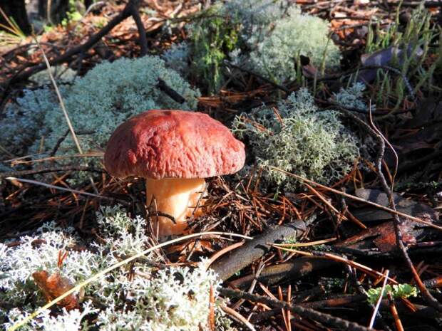 Вот первый попавшийся белый  грибы, листва, осень, природа, прогулка, сделай сам
