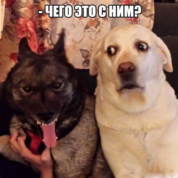 Картинки