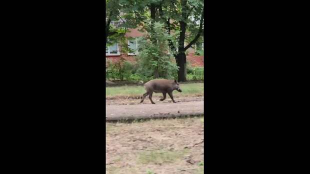 Video: Клип @donetskdnr_vk