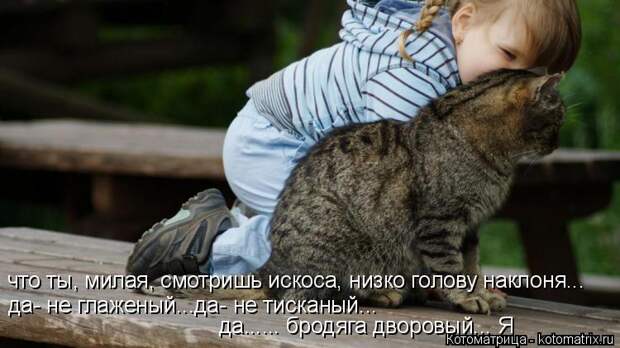 Котоматрица: что ты, милая, смотришь искоса, низко голову наклоня... да- не глаженый...да- не тисканый...  да...... бродяга дворовый... Я