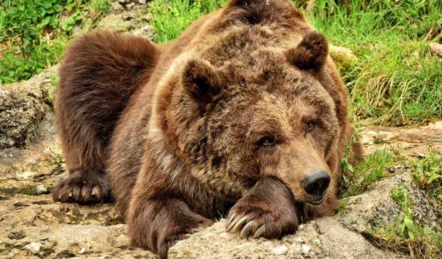 В Карелии скоро откроется сезон охоты на медведей