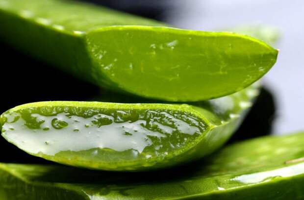 egyptians-called-plant-immortality-aloe-vera-body