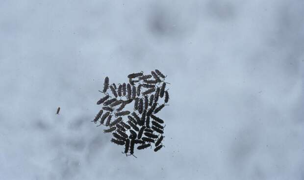 В российском регионе обнаружили снежных блох