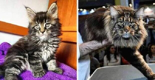 Кот Баривель официально признан самым длинным котом в мире