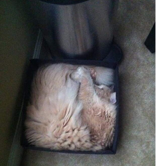 Коты в жидкой форме