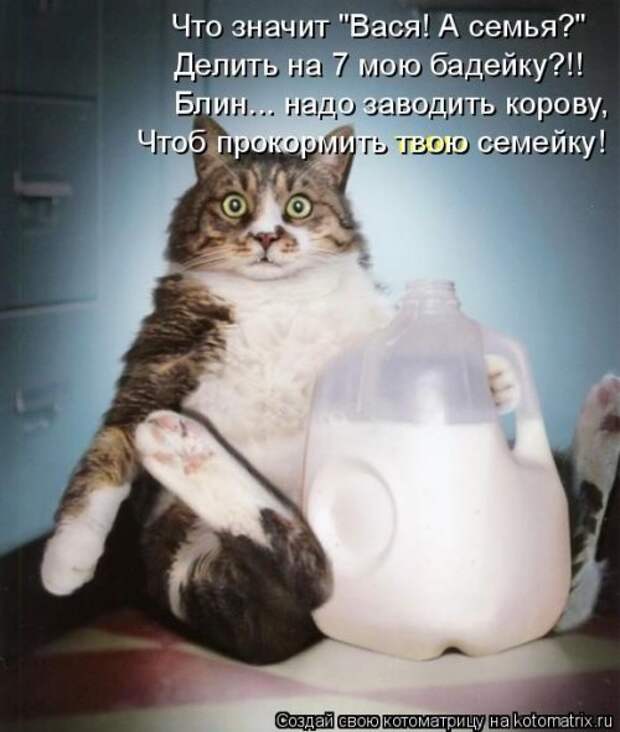 Свежая котоматрица на Бугаге (37 фото)