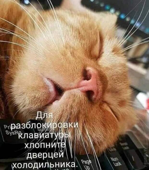 Кот спит на клавиатуре