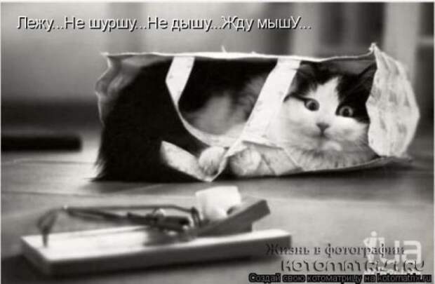 Сборка котоматриц