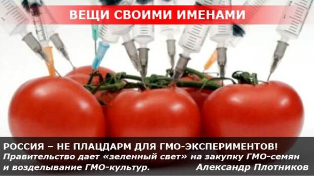 РОССИЯ – НЕ ПЛАЦДАРМ ДЛЯ ГМО-ЭКСПЕРИМЕНТОВ РОССИЯ – НЕ ПЛАЦДАРМ ДЛЯ ГМО-ЭКСПЕРИМЕНТОВ