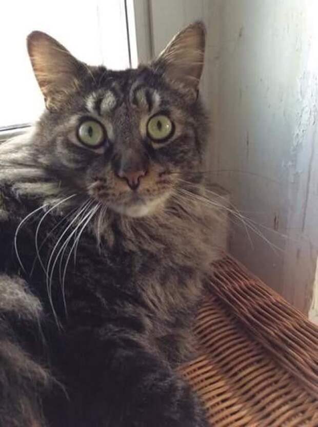 Кот с "двойными" глазами животные, забавно, коты, кошки, неожиданно, окрас, окрас кошек, фото