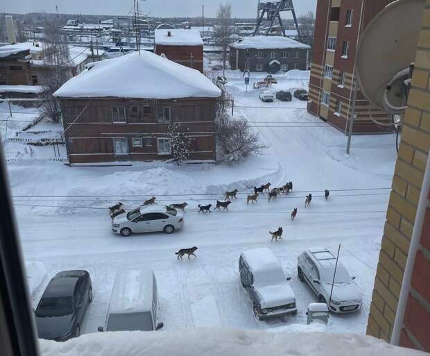 «Вы понимаете, что это ЧП районного масштаба?» Бастрыкин поручил возбудить дело из-за агрессивных стай собак в ХМАО