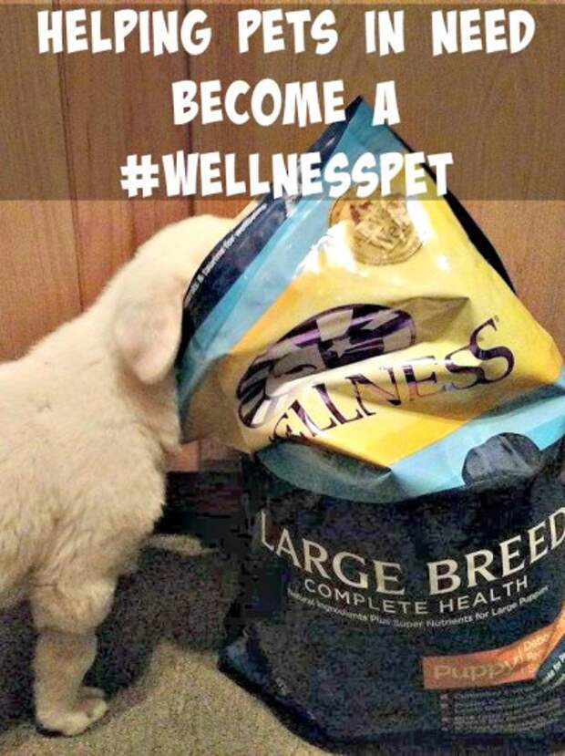 Does your pet food company give back? Wellness Pet Food helps to provide pets in need with healthy food.