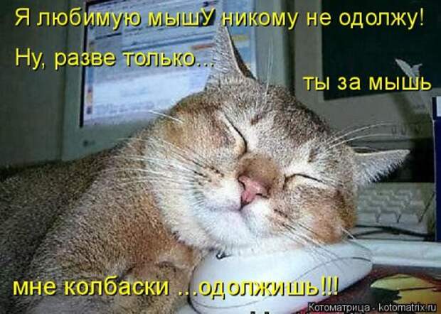 Новая отличная котоматрица (38 фото)