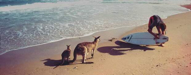 Неужели кто-то еще хочет попасть в Австралию?!