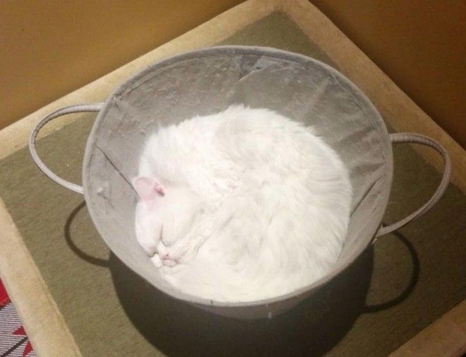 20 смешных фотографий кошек доказывающие, что они жидкие жидкие кошки Растаявшие коты доказательство того что коты жидкие