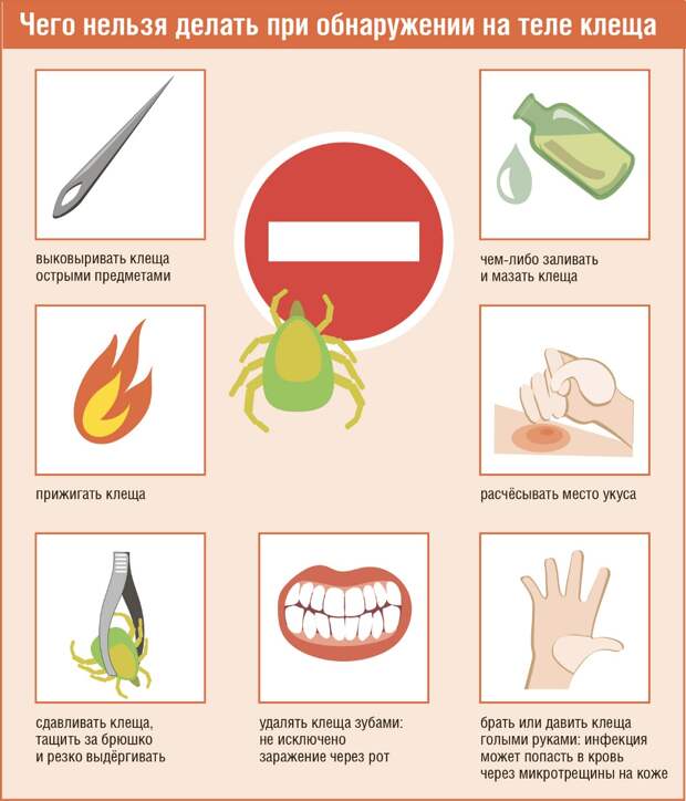 Давить нельзя. Помощь при обнаружении клеща. Первая помощь при обнаружении клеща. Что нельзя делать. Что нельзя делать при клеще.