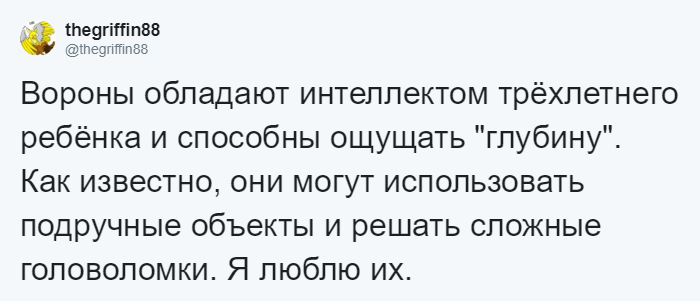 Мужчина четыре года кормил воронью семью, и те принесли ему таинственный дар. Теперь он их… идол?