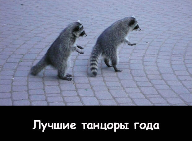 Енотопремия: если бы еноты получали премию Енотопремия: если бы еноты получали премию