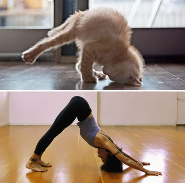 cat look like, коты похожие на знаменитостей, коты похожие на нечто другое