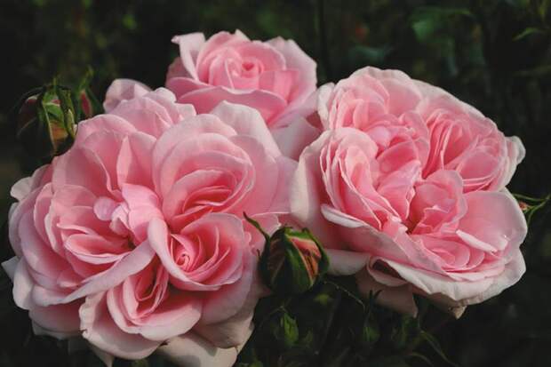 Роза флорибунда Home & Garden