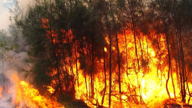 Пострадавшие от природных пожаров в Тюменской области получат материальную помощь