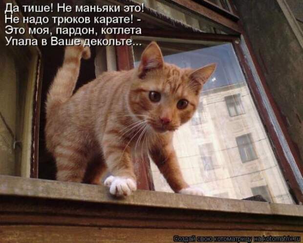 Котоматрицы (картинки с надписями)