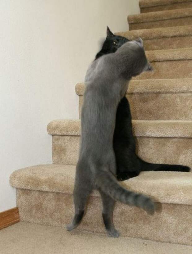 Кошачьи обнимашки