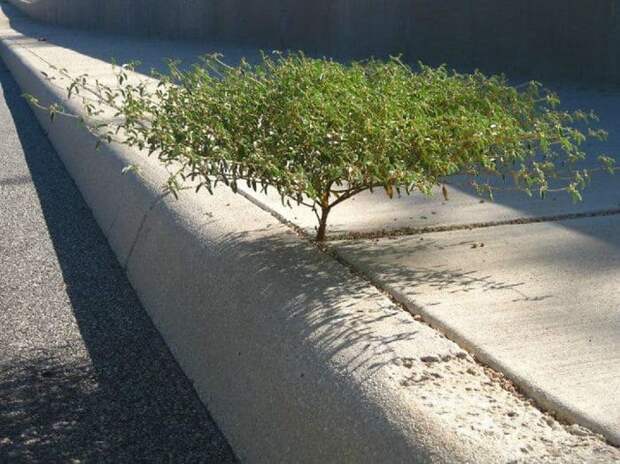 Life Finds A Way Life Finds A Way