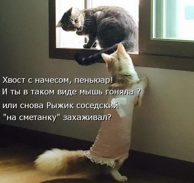Лучшие котоматрицы недели Лучшие котоматрицы недели