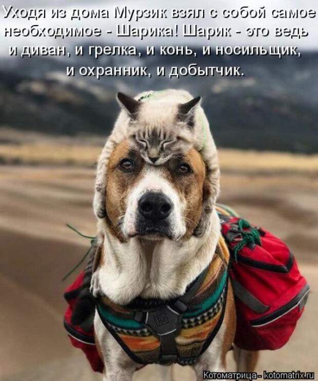 Лучшие котоматрицы недели (50 фото)