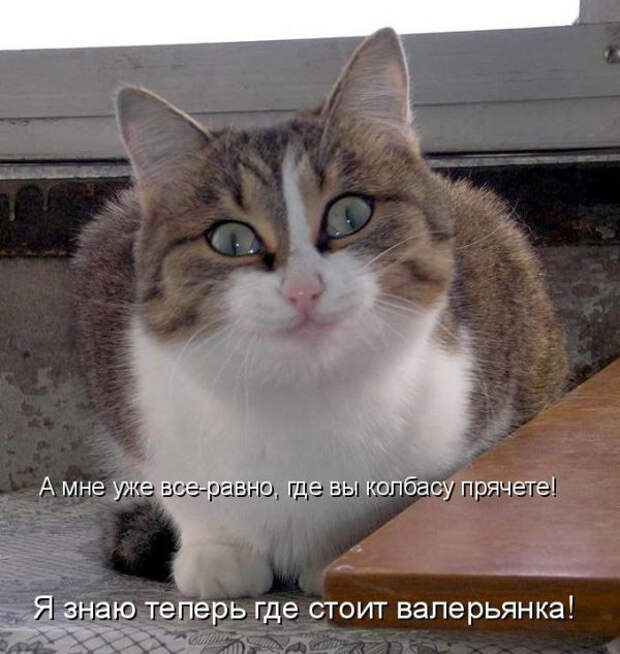 Без кота жизнь не та (27 фото)