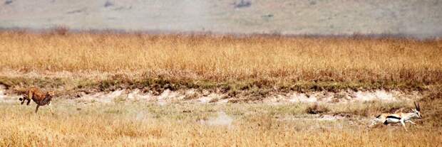 Гепард преследует газель Томпсона в Нгороро