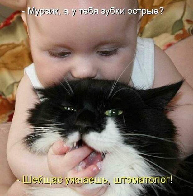 Картинки котяр с смешными надписями (34 фото) картинки, коты, юмор
