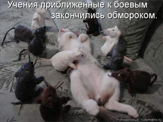 Лучшие котоматрицы недели (50 фото)