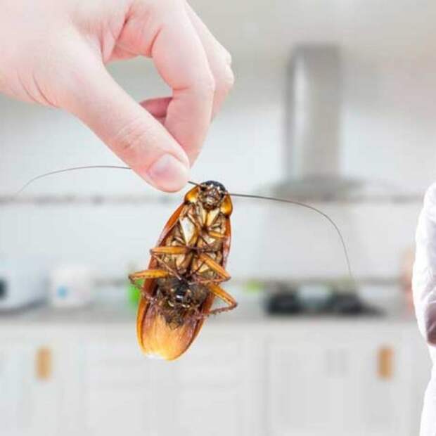 Дезинфекция квартиры и борьба с тараканами: важная информация о наболевшем