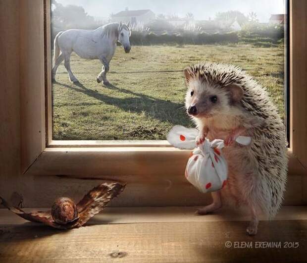 Тайная жизнь домашних ежиков Тайная жизнь домашних ежиков