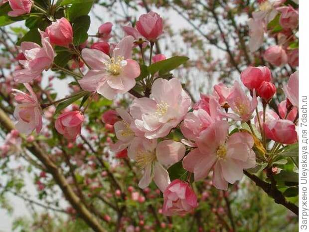 Яблоня замечательная, фото сайта flower.onego.ru