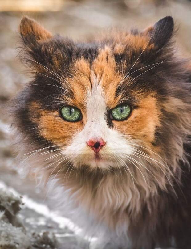 5. животные, кошка, портрет