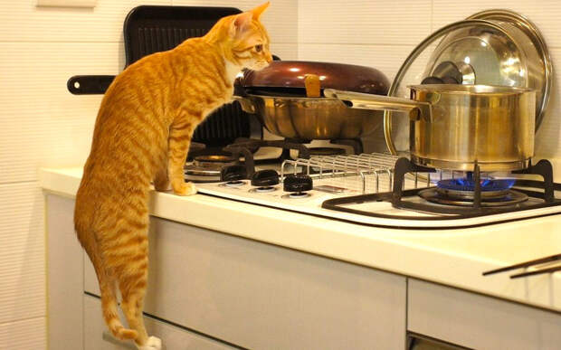 kitties12 30 способов использования котов в хозяйстве