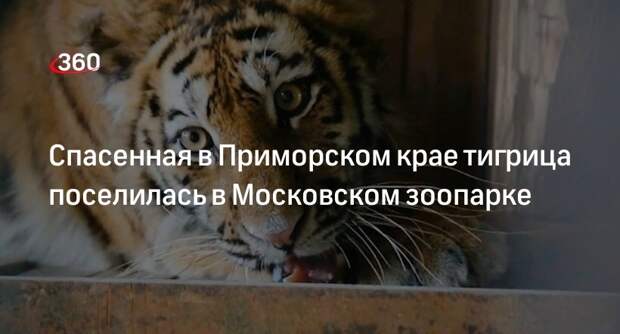Спасенная в Приморском крае тигрица поселилась в Московском зоопарке