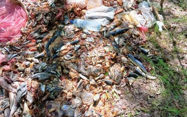 В лесу под Рязанью обнаружили свалку из гниющих рыбных и мясных отходы