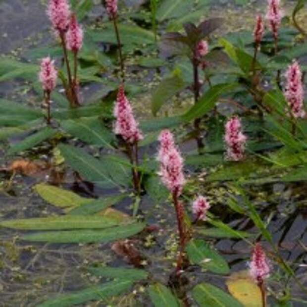 Горец землеводный (Persicaria amphibia)